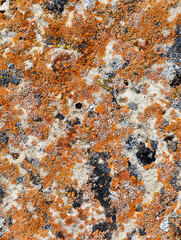 Close-up macro photo of Lichens on stone in Altai natural environment.