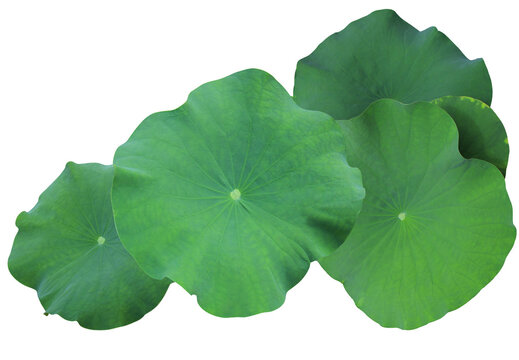 isolated close-up photograph of vibrant, lush green water lily or lotus leaves (nelumbo nucifera) overlapping gently, set against a clean transparent background.