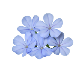 detailed photograph of a tight, attractive grouping of light blue plumbago flowers (plumbago auriculata), isolated cleanly against a stark black backdrop.