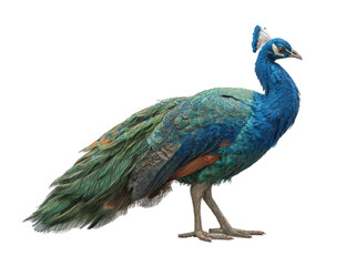 Obraz premium Side view of a peacock (6)