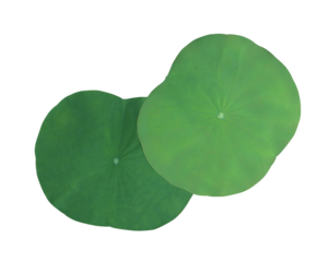 isolated photograph showing two large, round, vibrant green lotus leaves overlapped and placed against a clean, deep transparent background.
