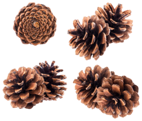 a collection of four separate clusters of brown pine cones, displaying various sizes and orientations, suitable for versatile seasonal design usage.