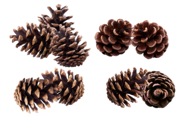 a high-detail photograph presenting four compact clusters of brown pine cones, emphasizing dense arrangement and the rugged scales, isolated on transparent.