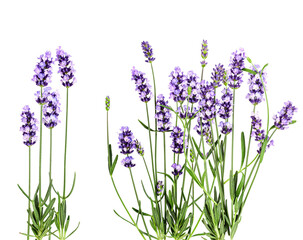 vivid purple lavender flowers isolated on a pure transparent background, showcasing the beautiful spikes and dense clustering of the fragrant herb photograph.