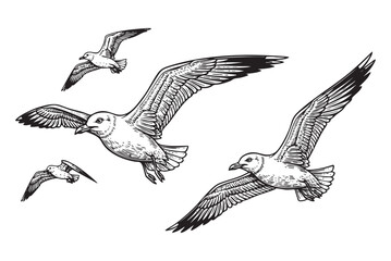 Flock of Seagulls Ocean, Coast, and Freedom in a Vintage Engraving Style