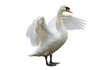 Isolated white swan with open wings about to take off against bright backdrop ready for flight