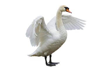 Isolated white swan with open wings about to take off against bright backdrop ready for flight