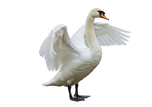 Isolated white swan with open wings about to take off against bright backdrop ready for flight