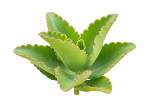 Isolated Kalanchoe succulent plant with scalloped leaves, houseplant greenery isolated