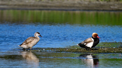 Kolbenente - Pärchen // Red-crested pochard - couple (Netta rufina) - Donaudelta, Rumänien