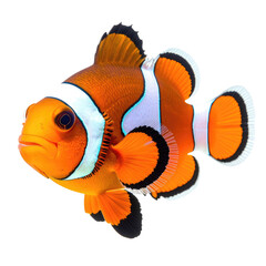 Vibrant orange and white clownfish isolated on black, detailed fins and face