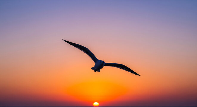 seagull in flight
