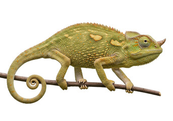 Isolated chameleon grips branch, a colorful reptile with textured skin and a curled tail