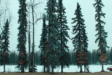 Lit evergreens line snowy shore, winter sky above