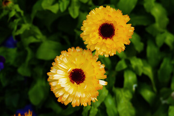 Calendula Flowers 