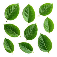 Nine vibrant green leaves on a stark black background, isolated