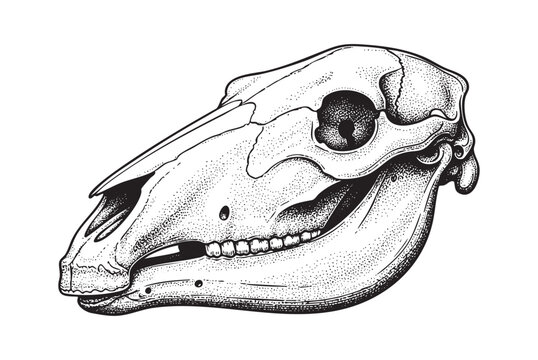 Horse Skull Bone Structure and Dental Anatomy engraving vector illustration