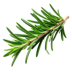 Fototapeta premium Close-up of vibrant, fresh rosemary sprig with needle-like leaves