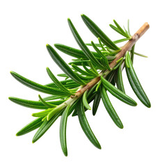 Fototapeta premium Sprig of aromatic, fresh rosemary, green leaves, isolated on black
