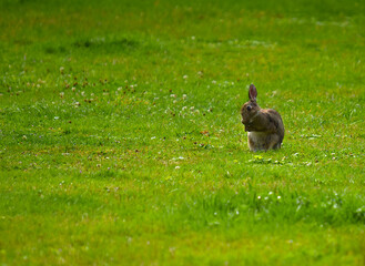 easter bunny in the grass, rabbit sitting in the garden and cleaning