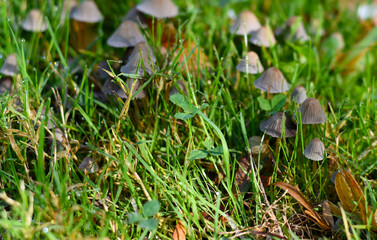 small mushrooms close up