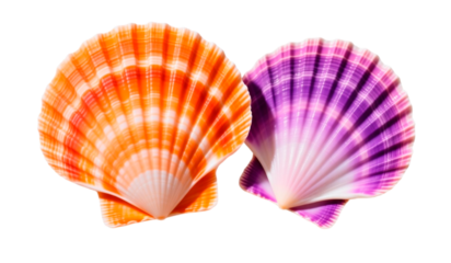 seashell on white background