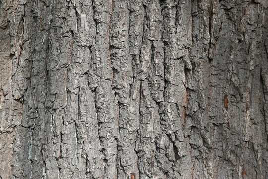 tree bark texture, grey brown texture of a tree bark