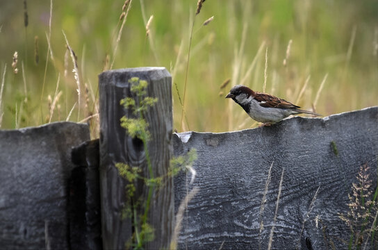 A sparrow (Passer domesticus) sitting on a garden fence in nature, small cute bird, garden feeling, preserving nature