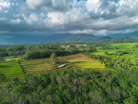 Beautiful morning view indonesia Panorama Landscape paddy fields with beauty color and sky natural light