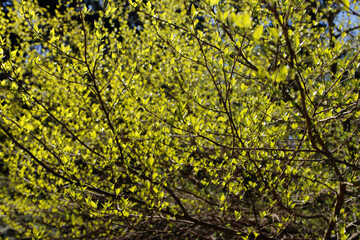 green leaves background