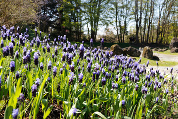 field of hyacinths
