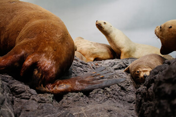 sea lion sleeping on rocks