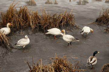 ducks on the beach