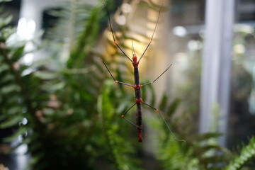 stick insect