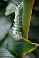 caterpillar on a leaf