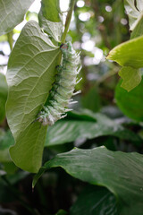 caterpillar on leaf