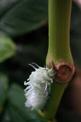 green caterpillar on a branch