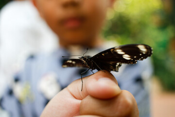 butterfly on a hand
