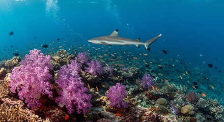 暖かく降り注ぐ太陽の光が明るく照らす色鮮やかなピンクや紫の軟質サンゴが群生する豊かなサンゴ礁の海中世界を堂々と泳ぎ進む一匹のサメの雄大な姿. AI Generated
