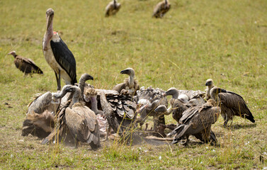 Fototapeta premium Marabout d'Afrique, Leptoptilos crumenifer, Marabou, Vautour de Rüppell, Gyps rueppelli , Rüppell's Vulture, Vautour africain, Gyps africanus, White backed Vulture, Afrique du Sud