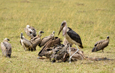 Marabout d'Afrique, Leptoptilos crumenifer, Marabou, Vautour de Rüppell, Gyps rueppelli , Rüppell's Vulture, Vautour africain, Gyps africanus, White backed Vulture, Afrique du Sud