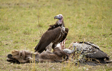 Marabout d'Afrique, Leptoptilos crumenifer, Marabou, Vautour de Rüppell, Gyps rueppelli , Rüppell's Vulture, Vautour africain, Gyps africanus, White backed Vulture, Afrique du Sud