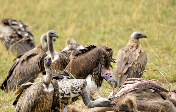 Vautour oricou, targos trageliotus,  Vautour a dos blanc, gyps bengalensis, Vautour de Ruppel, gyps ruppellii, Leptoptilos crumenifer, Afrique du Sud