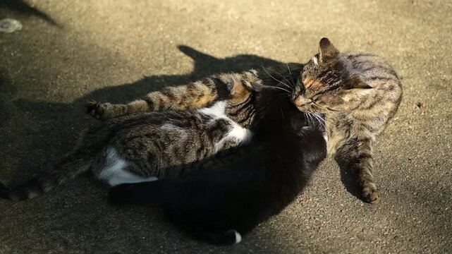 Deux grands chatons t&egrave;tent leur m&egrave;re qui fait la toilette de l'un d'eux 