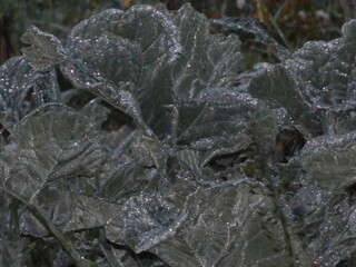 Image vibrante et détaillée capturant la beauté d'un gros plan de fleurs, plante.. Le sujet est mis en valeur par une lumière naturelle douce, soulignant la texture des pétales et des feuilles.