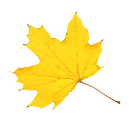 One maple leaf isolated on white. Autumn season