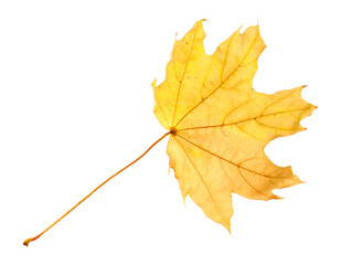 One maple leaf isolated on white. Autumn season