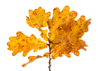 Fototapeta premium Branch with beautiful oak leaves isolated on white