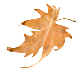 One dry maple leaf isolated on white. Autumn season
