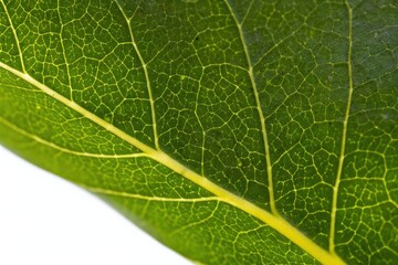 Obraz premium Close - up of Green Leaf with Intricate Vein Patterns for Nature - Inspired Design Projects